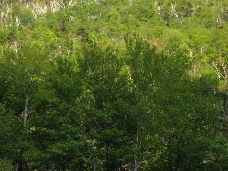 Square Ledge from Pinkham Notch Visitor Center