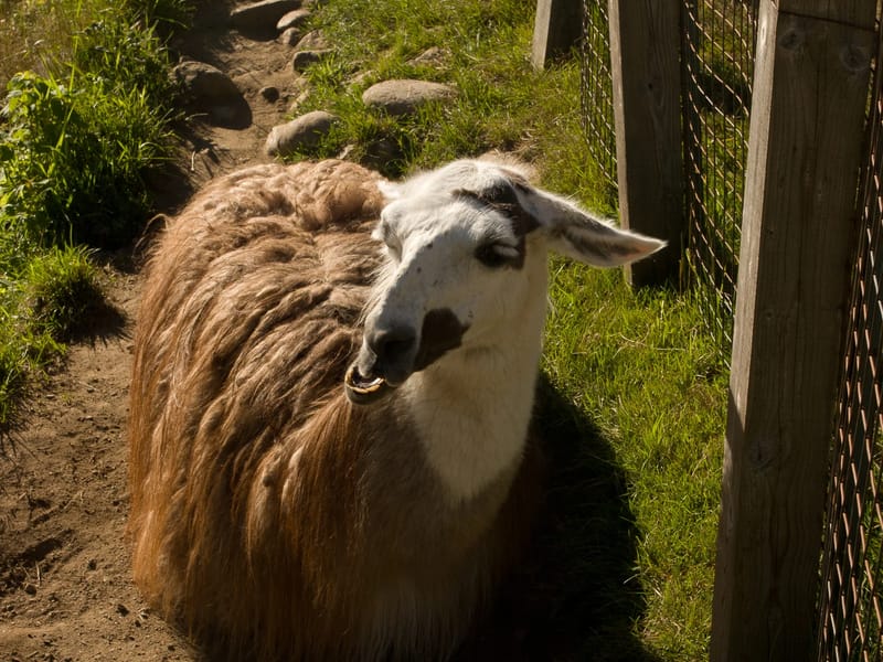 Parc du Mont-Sainte-Anne Llama?