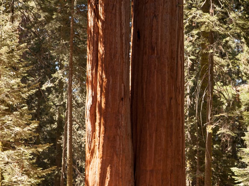 Siamese twin Sequoia trees