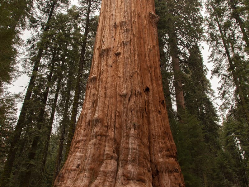 Tommy with General Sherman Tree