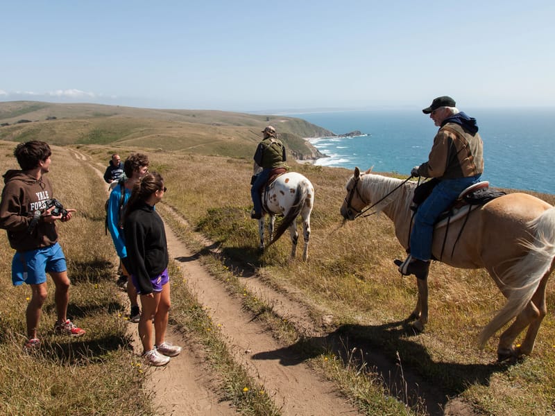 Horses on Tomales Point Trail