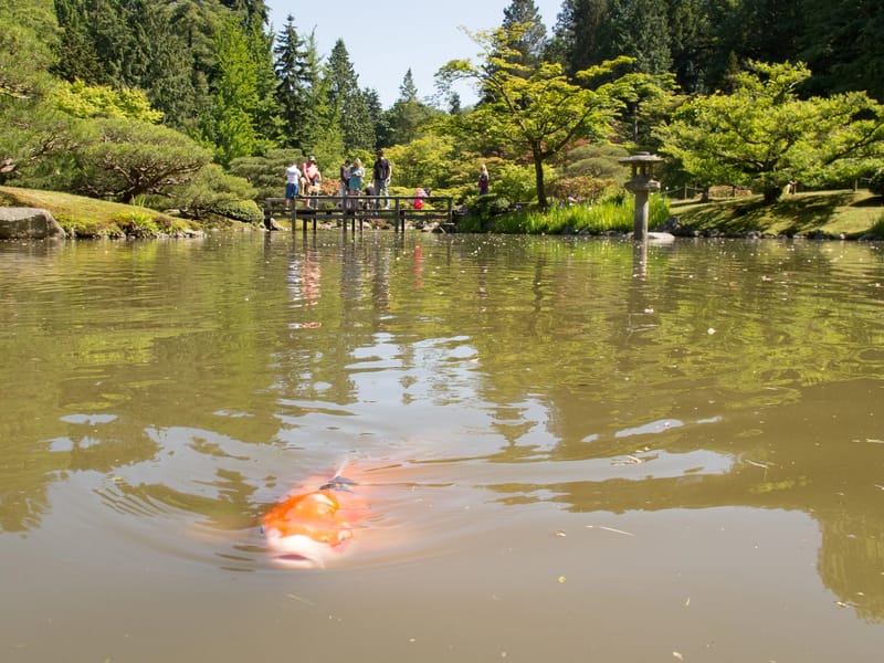 Seattle Japanese Garden Koi