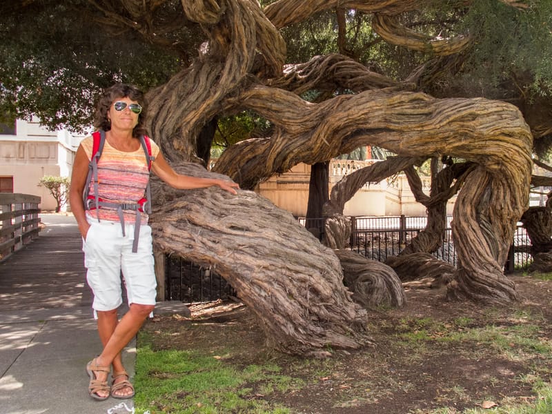 Lolo with Oakland Twisted Tree