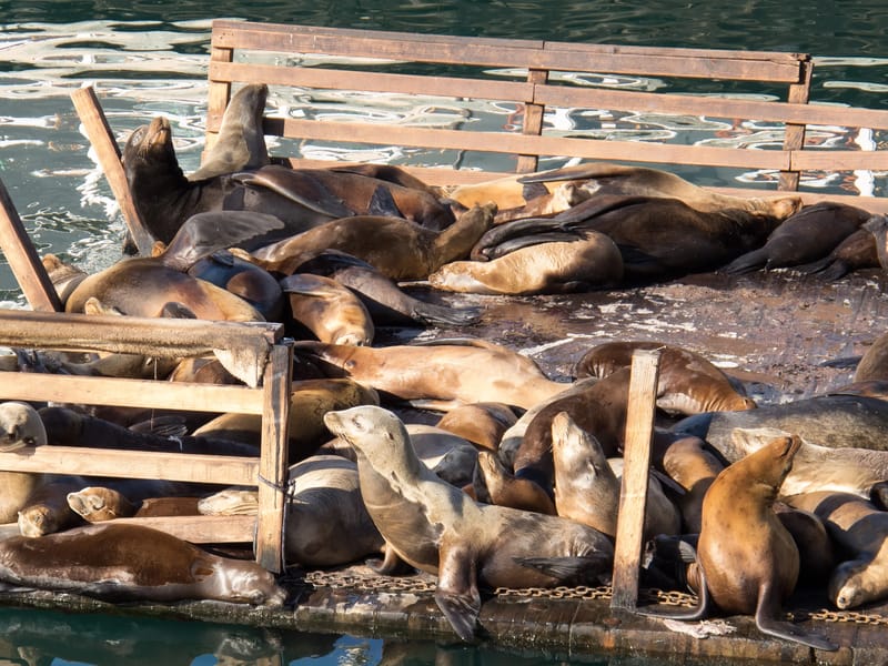 Fisherman's Wharf Sea Lions