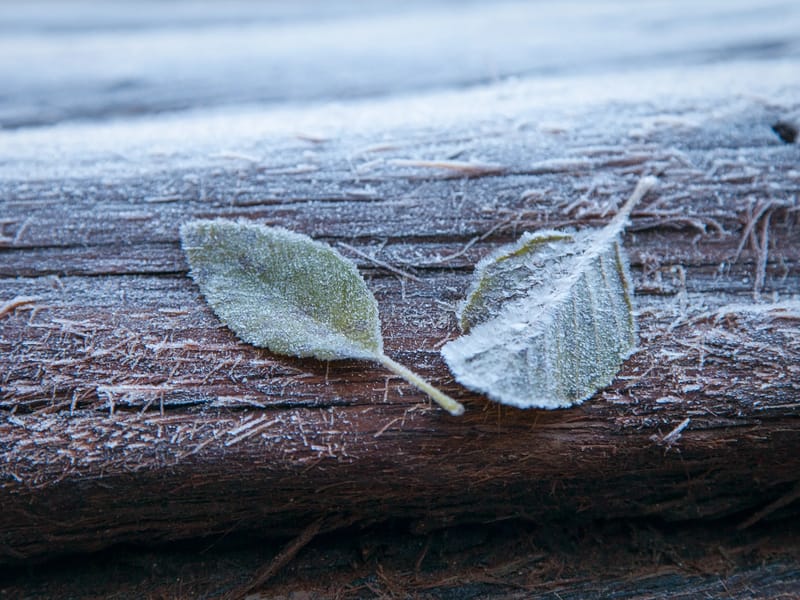 Frosty Leaves on Log