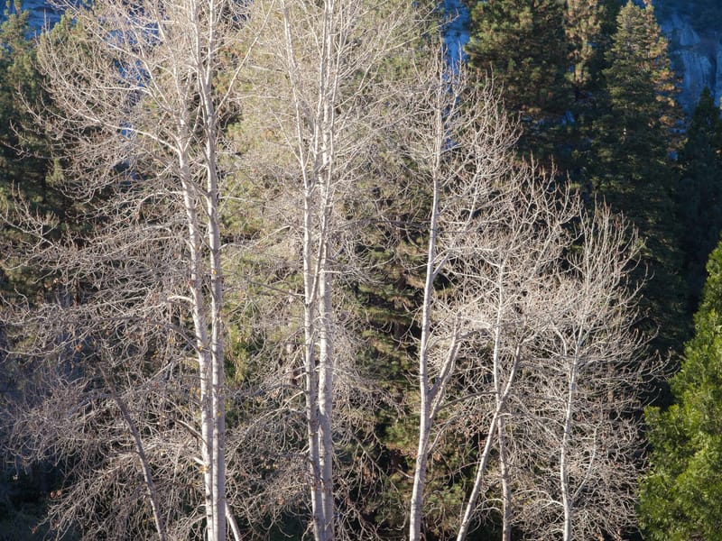 Yosemite Birch Trees