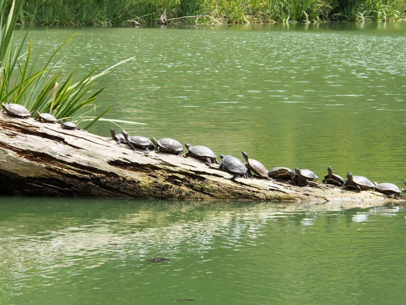 Turtle Jam in the Park