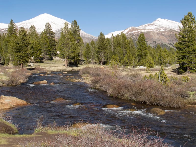 Tuolumne River and Meadow