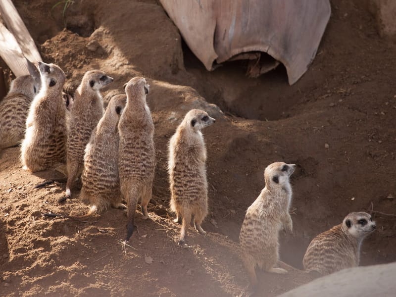 Meerkats on Guard