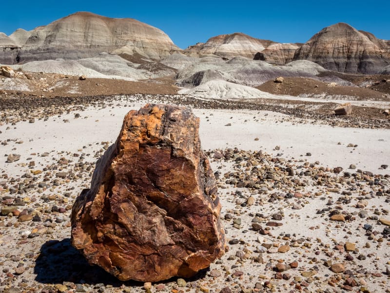 Petrified log imitating a rock