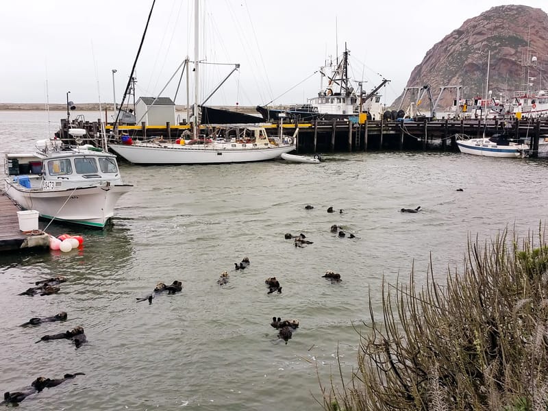 A Romp of Otters in Morro Bay
