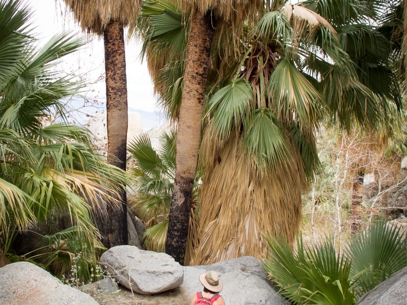 Hellhole Canyon palm oasis