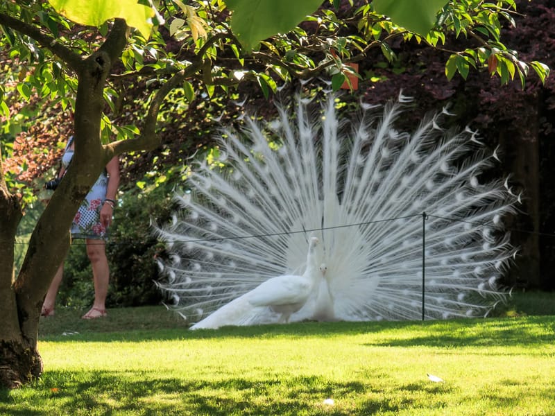 Isola Madre White Peacocks