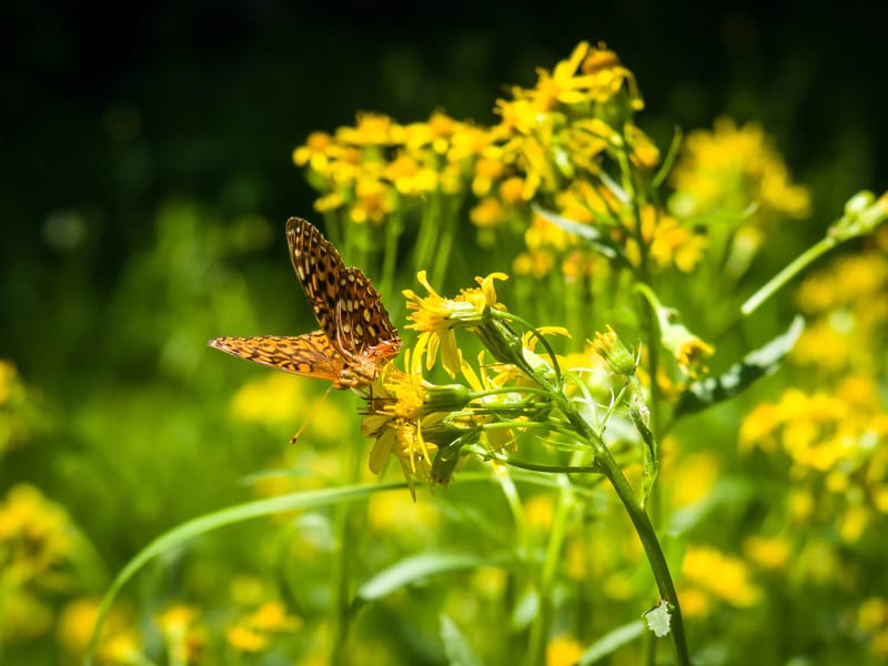 Along the Annie's Creek Trail