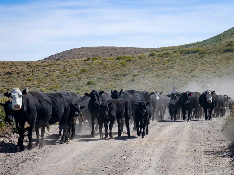 Traffic jam on the road to Bodie