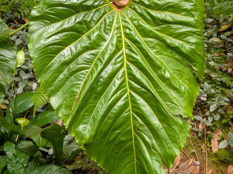 Lolo's creative anti-ballistic missile shield