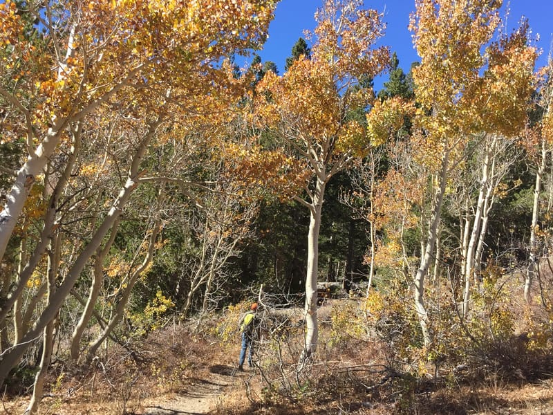 Foliage along the Virginia Lakes Trail