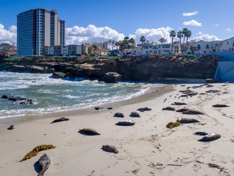 The sea lions of La Jolla