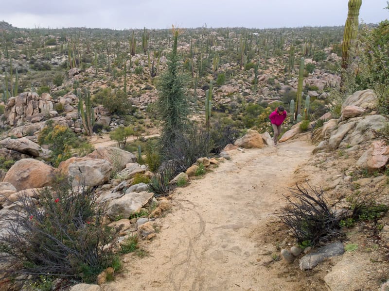Hiking up to the Catavina cave paintings