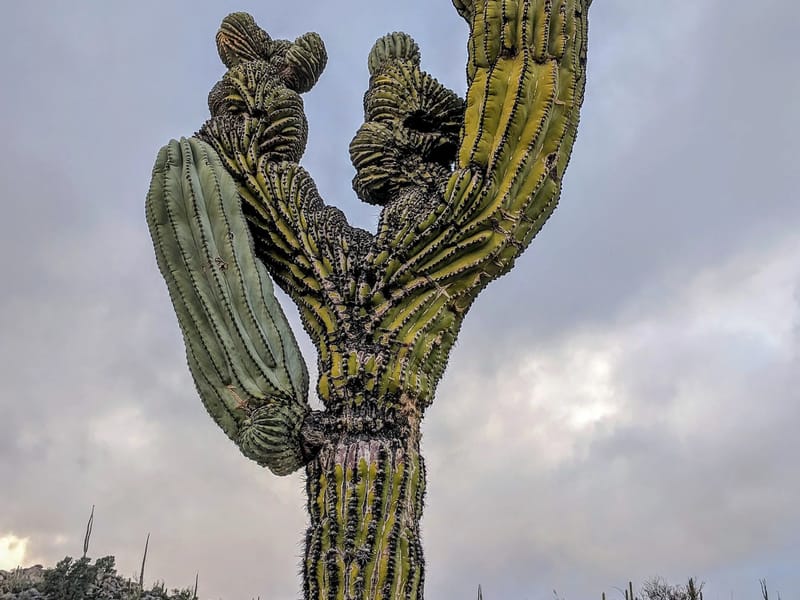 Anatomically correct cactus