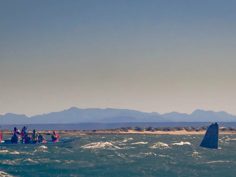 Spyhopping in the Laguna