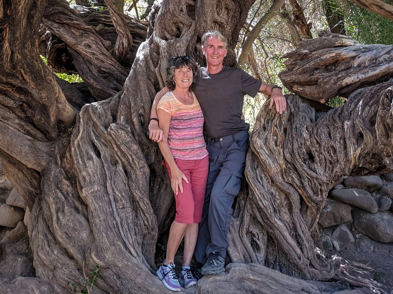 Old 300 year old olive tree - Mision San Francisco Javier