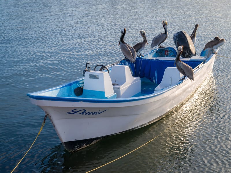 Californa brown pelican gathering
