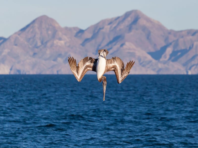 California brown pelican making his dive