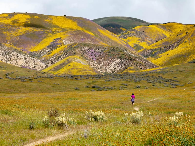 Wallace Creek Interpretive Trail
