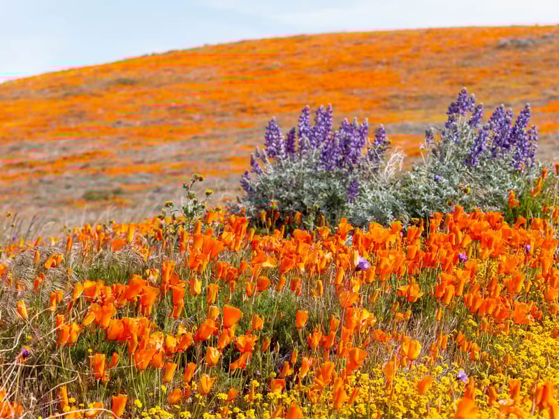 Antelope Valley Poppy Reserve
