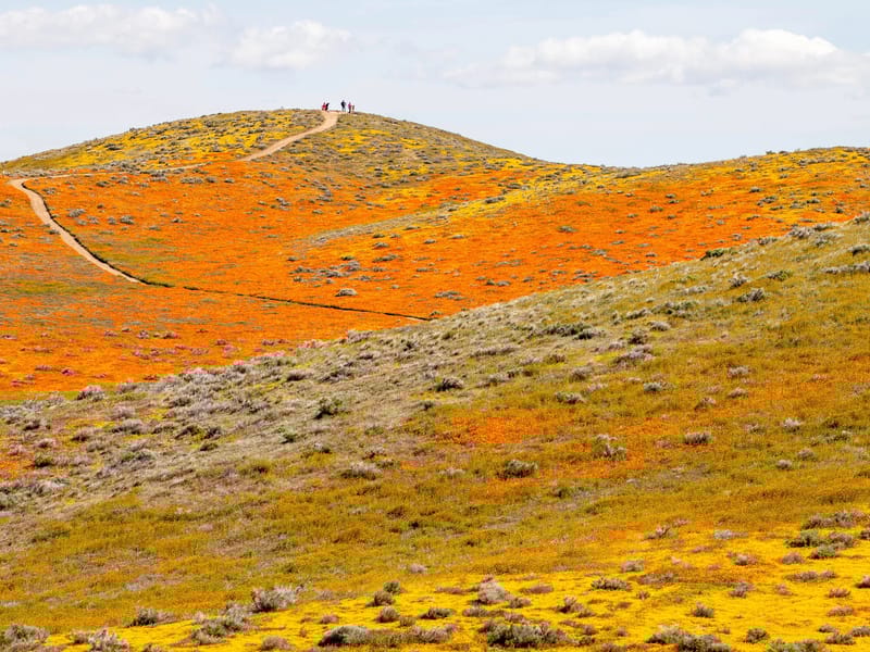 Antelope Valley Poppy Reserve
