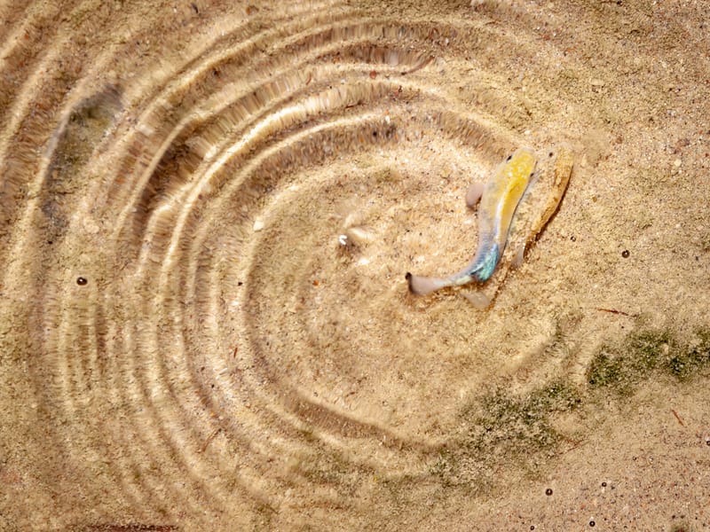 Mating pupfish at Salt Creek