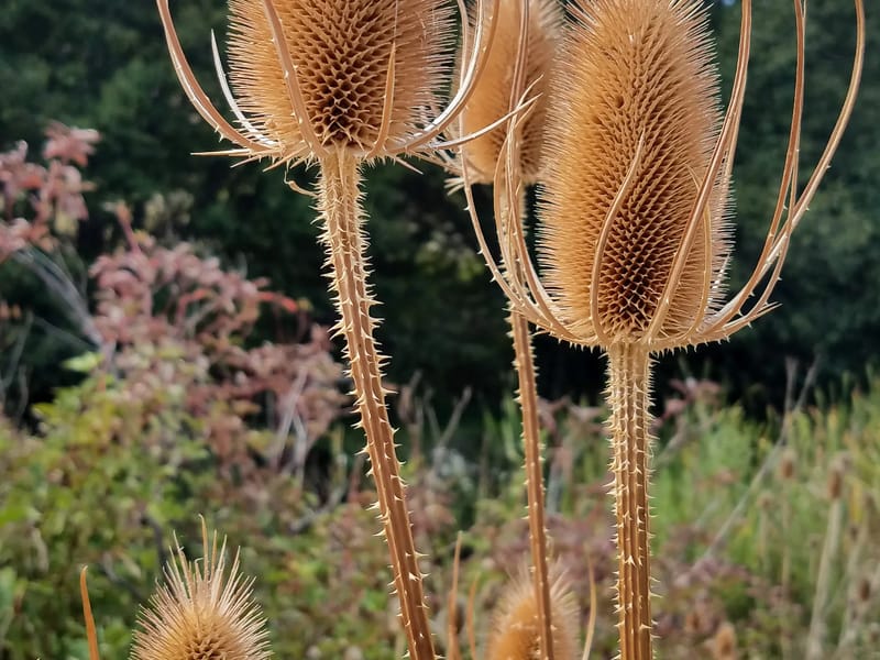 Along the Donner and Blitzen River