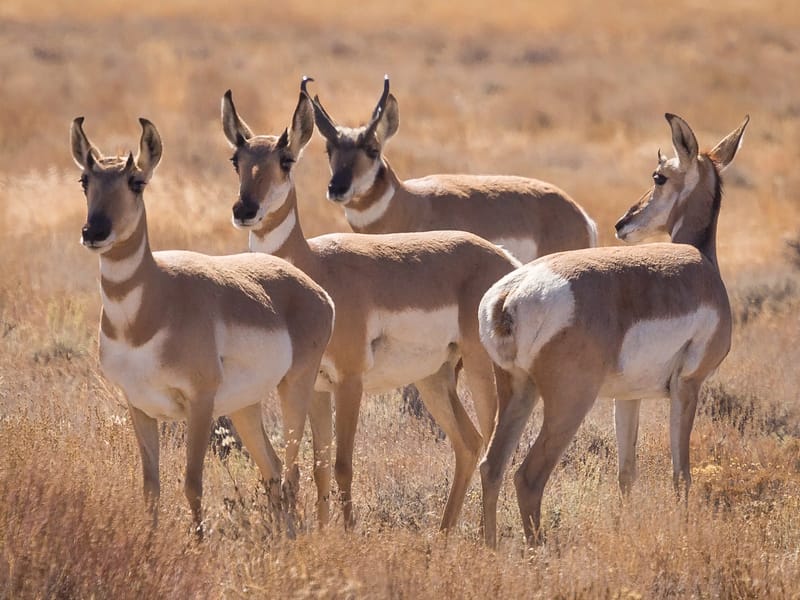 Pronghorn Antelope of Hart Mountain Wildlife Refuge