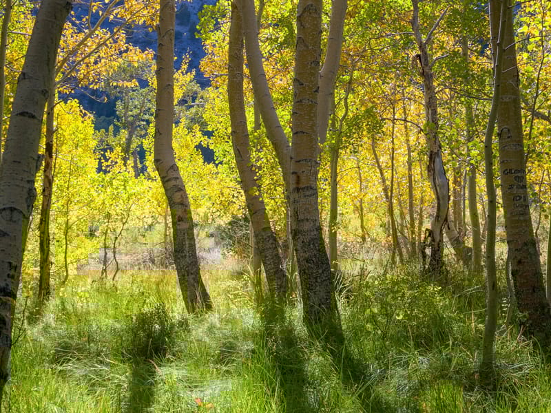 Aspen grove along Convict Lake Trail