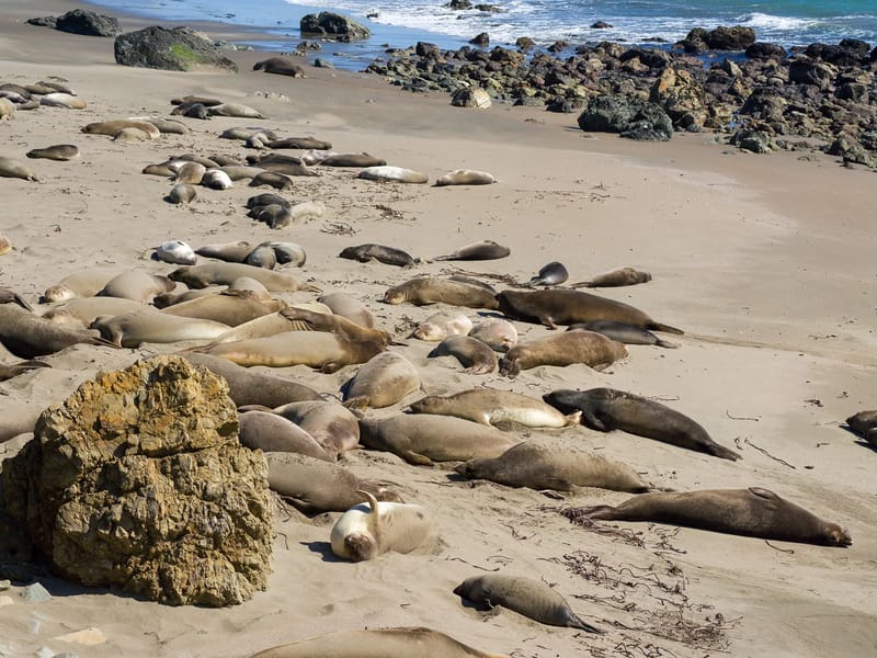 Elephant Seal Rookery