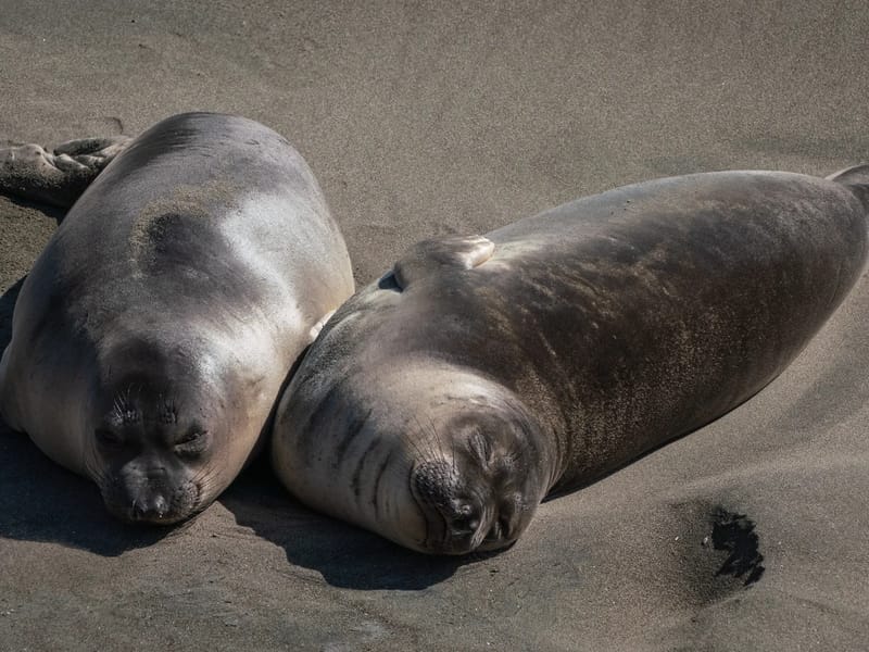 Pups at the Elephant Seal Rookery