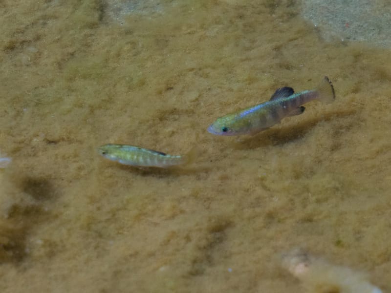 Saratoga Springs pupfish