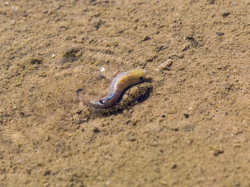 Salt Creek pupfish working on specie survival
