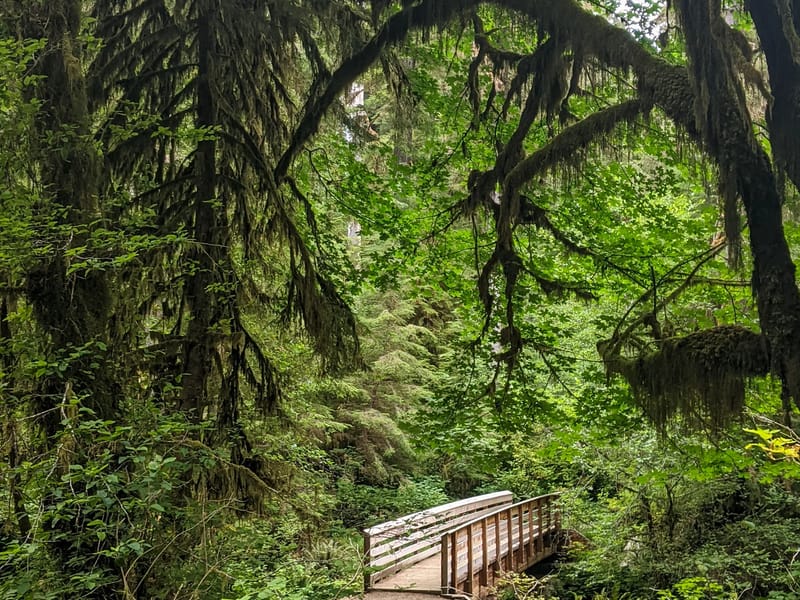 Quinault Rainforest