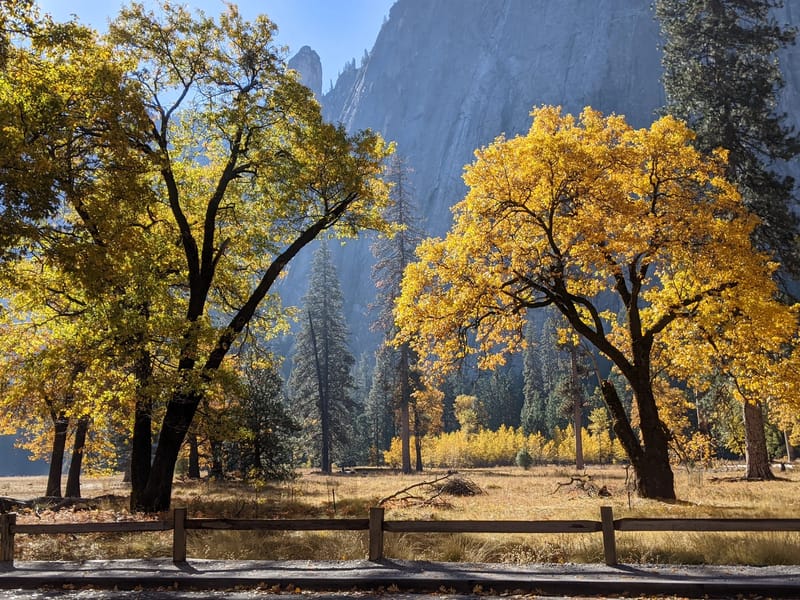Fall foliage in El Cap Meadow