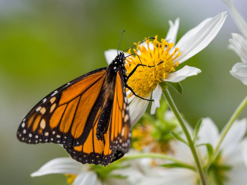 Brave little monarch leaves the cluster