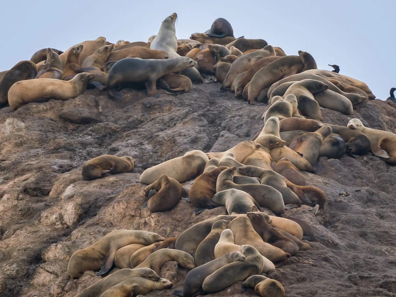 Seal Rock along 17-Mile Drive