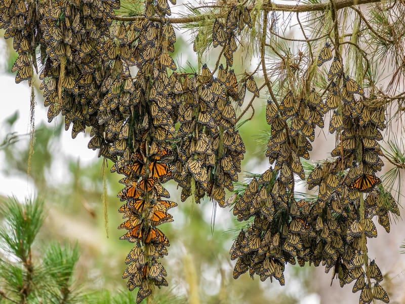 Cluster of monarch butterflies on eucalyptus branch