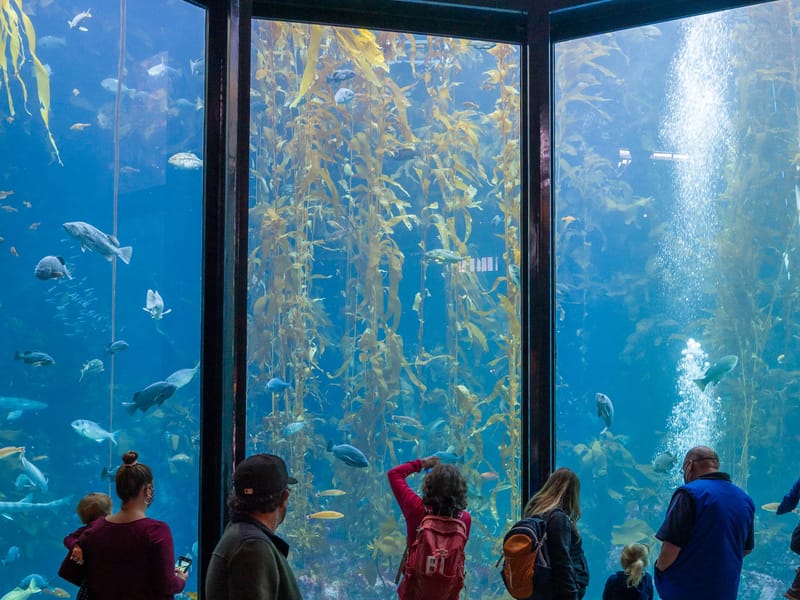 Monterey Bay Aquarium - Kelp Forest