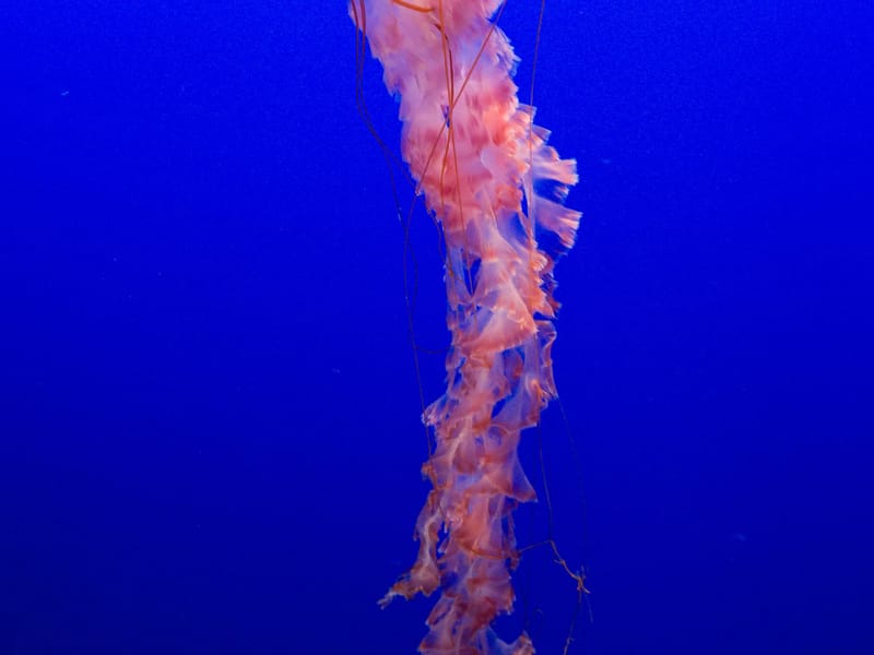 Purple-striped jelly