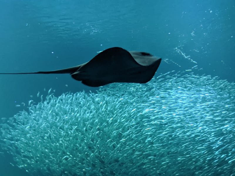 Clever anchovies (or sardines) pretending they are one big fish