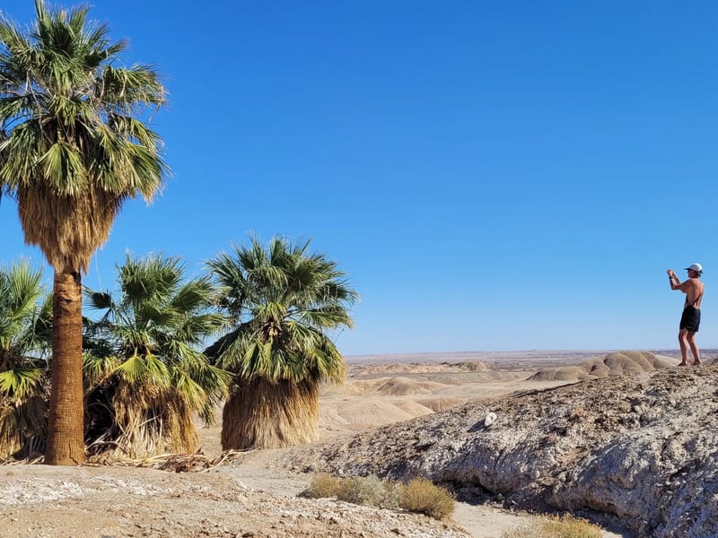 Herb stalking the 5 Palm Oasis
