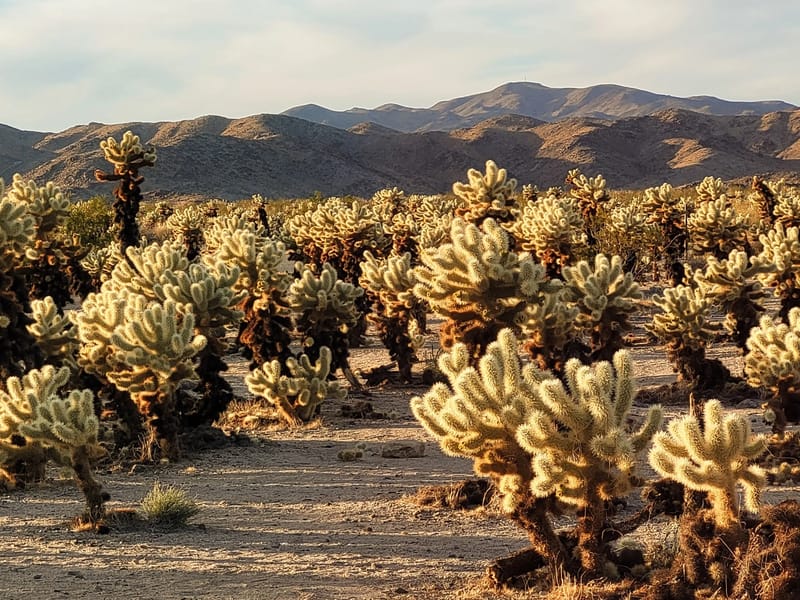 Cholla Cactus Garden