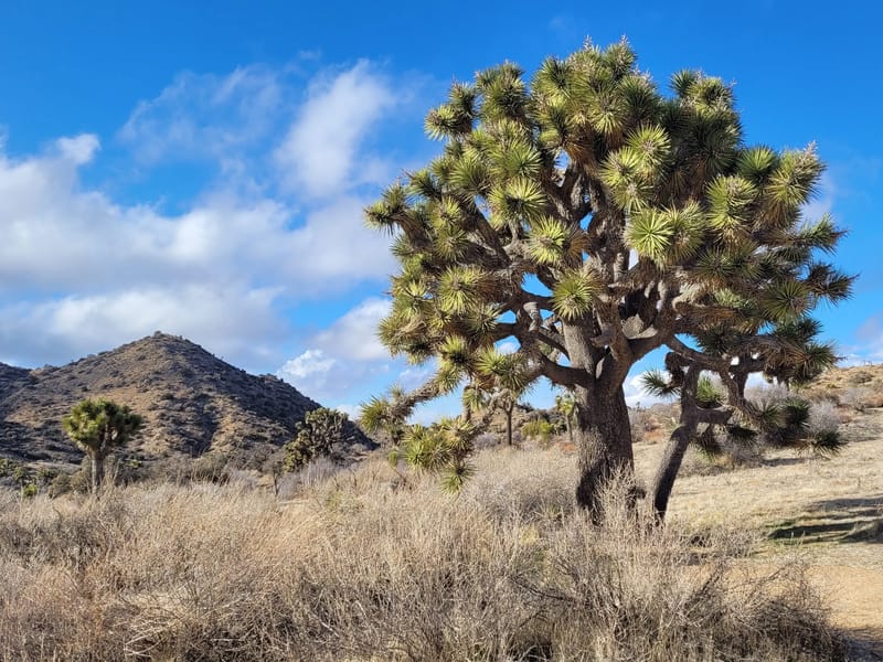 Beautiful Joshua tree specimen among the Covington Flats road